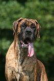 DOGUE ALLEMAND 964